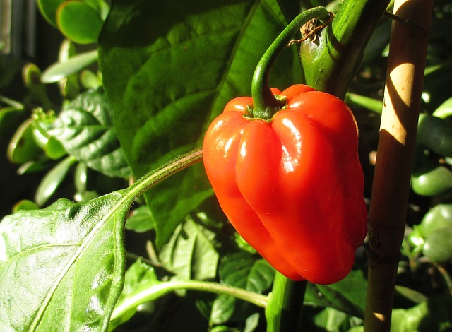 paprika ve skleníku